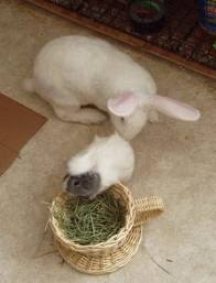 Guinea Pig Household Pets Introduction - Guinea Pig Vertically Tether Menu Privileges
